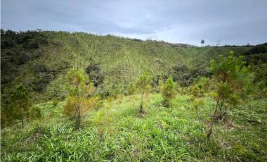 Venta finca forestal Angostura Antioquia