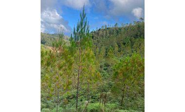 Venta finca forestal Angostura Antioquia