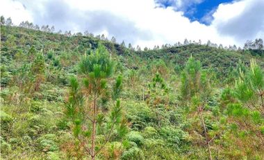 Venta finca forestal Angostura Antioquia