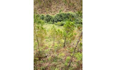 Venta finca forestal Angostura Antioquia