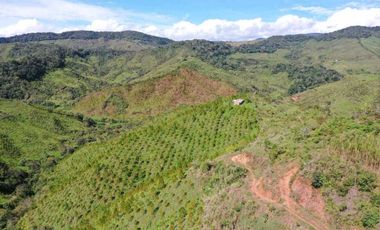 Venta finca forestal Angostura Antioquia