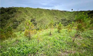 Venta finca forestal Angostura Antioquia
