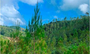 Venta finca forestal Angostura Antioquia