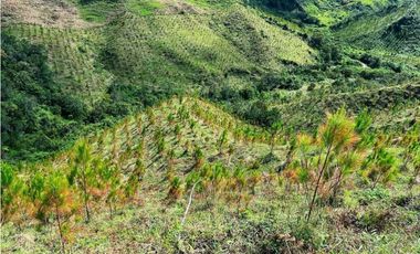 Venta finca forestal Angostura Antioquia