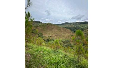 Venta finca forestal Angostura Antioquia