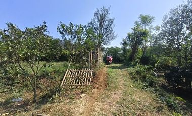 DIJUAL CEPAT!!! KEBUN JERUK DI DAU DEKAT BEDENGAN BENTUK KOTAK POROS JL ASPAL