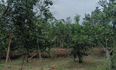 DIJUAL CEPAT!!! KEBUN JERUK DI DAU DEKAT BEDENGAN BENTUK KOTAK POROS JL ASPAL