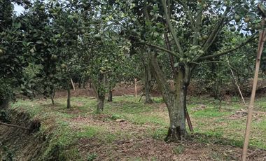 DIJUAL CEPAT!!! KEBUN JERUK DI DAU DEKAT BEDENGAN BENTUK KOTAK POROS JL ASPAL