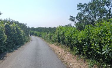 DIJUAL CEPAT!!! KEBUN JERUK DI DAU DEKAT BEDENGAN BENTUK KOTAK POROS JL ASPAL