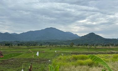 Tanah sawah shm 390rb/m² nempel jalan provinsi