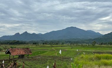 Tanah sawah shm 390rb/m² nempel jalan provinsi