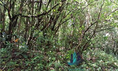 VENDO TERRENO TITULADO BOSQUE PRIMARIO EN BOQUETE