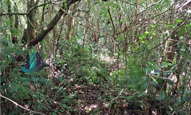 VENDO TERRENO TITULADO BOSQUE PRIMARIO EN BOQUETE