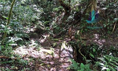 VENDO TERRENO TITULADO BOSQUE PRIMARIO EN BOQUETE