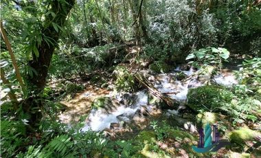 VENDO TERRENO TITULADO BOSQUE PRIMARIO EN BOQUETE
