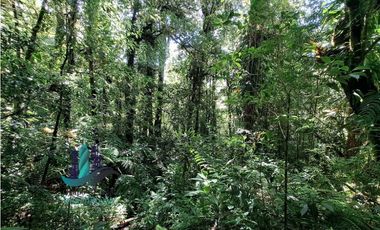 VENDO TERRENO TITULADO BOSQUE PRIMARIO EN BOQUETE