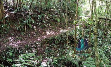 VENDO TERRENO TITULADO BOSQUE PRIMARIO EN BOQUETE