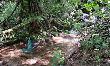 VENDO TERRENO TITULADO BOSQUE PRIMARIO EN BOQUETE