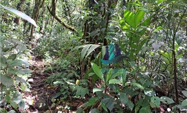 VENDO TERRENO TITULADO BOSQUE PRIMARIO EN BOQUETE