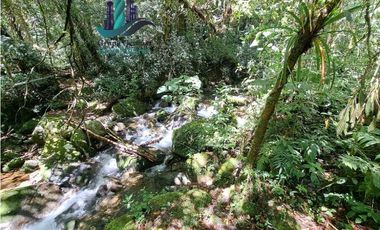 VENDO TERRENO TITULADO BOSQUE PRIMARIO EN BOQUETE