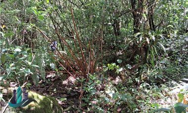 VENDO TERRENO TITULADO BOSQUE PRIMARIO EN BOQUETE