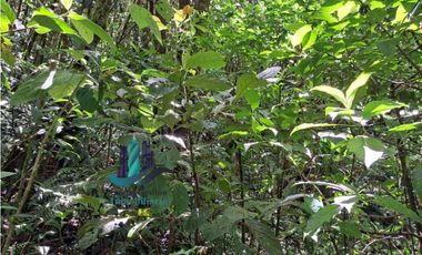 VENDO TERRENO TITULADO BOSQUE PRIMARIO EN BOQUETE