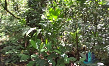 VENDO TERRENO TITULADO BOSQUE PRIMARIO EN BOQUETE