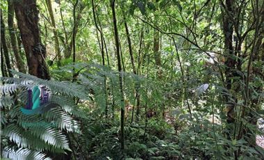 VENDO TERRENO TITULADO BOSQUE PRIMARIO EN BOQUETE