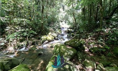 VENDO TERRENO TITULADO BOSQUE PRIMARIO EN BOQUETE