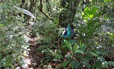 VENDO TERRENO TITULADO BOSQUE PRIMARIO EN BOQUETE