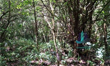 VENDO TERRENO TITULADO BOSQUE PRIMARIO EN BOQUETE