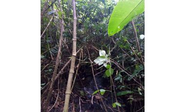 VENDO ESPECTACULAR FINCA EN QUIMBAYA