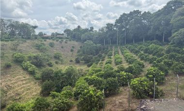 VENDO ESPECTACULAR FINCA EN QUIMBAYA