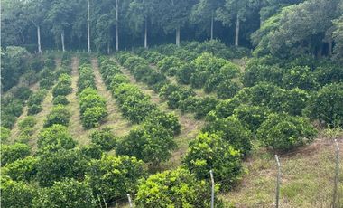 VENDO ESPECTACULAR FINCA EN QUIMBAYA