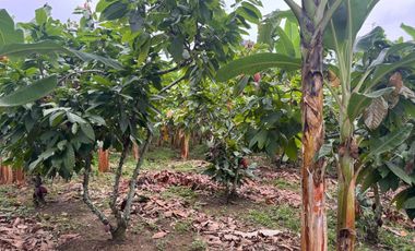 Finca en Venta, Vía Durán - Tambo, MirG