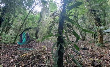 VENDO 2HECTAREAS Y 4000MTS EN ALTITUD DE 1730M.S.N.M. TITULADO