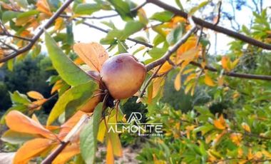 SE VENDE PARCELA  SECTOR RAHUIL, COMUNA FLORIDA