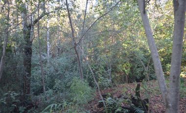 Hermosa parcela en Villarrica