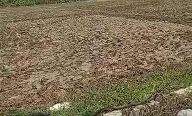 Tanah kawasan industri Pantura tegal