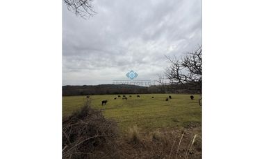 VENTA – CAMPO GANADERO – TODOS LOS SANTOS (Colonia Hogar)