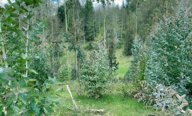 VENTA TERRENO - SITIO 245000MTS Villarrica