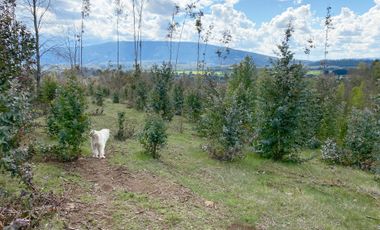 VENTA TERRENO - SITIO 245000MTS Villarrica