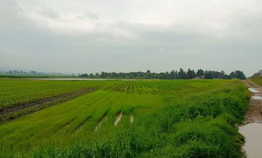 MACRO-LOTE EN VENTA, ALMOLOYA DE JUÁREZ CENTRO