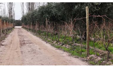 VENTA DE FINCA DE 3,3 HAS CON POTENCIAL EN LULUNTA–MAIPÚ