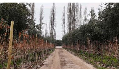 VENTA DE FINCA DE 3,3 HAS CON POTENCIAL EN LULUNTA–MAIPÚ