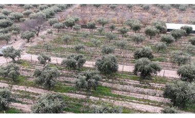 VENTA DE FINCA DE 3,3 HAS CON POTENCIAL EN LULUNTA–MAIPÚ