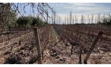 VENTA DE FINCA DE 3,3 HAS CON POTENCIAL EN LULUNTA–MAIPÚ
