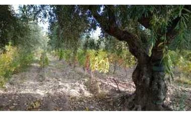 VENTA DE FINCA DE 3,3 HAS CON POTENCIAL EN LULUNTA–MAIPÚ