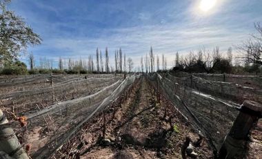 VENTA DE FINCA DE 3,3 HAS CON POTENCIAL EN LULUNTA–MAIPÚ