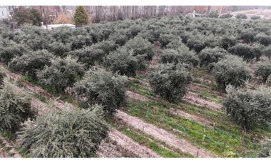 VENTA DE FINCA DE 3,3 HAS CON POTENCIAL EN LULUNTA–MAIPÚ